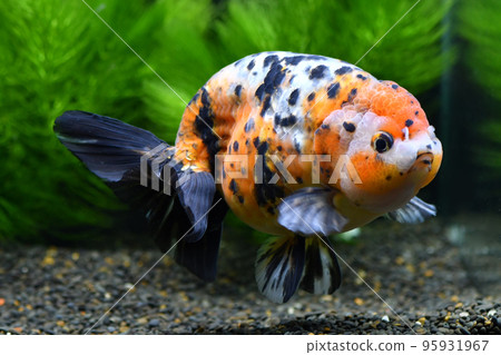 Edo Nishiki swimming in a tank 95931967