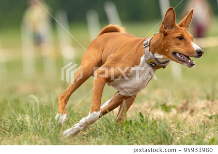 Basenji running store