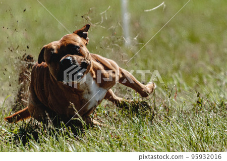 How fast can a clearance staffordshire bull terrier run