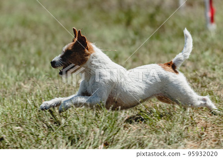 Dog running in green field and chasing lure at full speed on coursing competition Dog running in green field and chasing lure at full speed on coursing competition 95932020