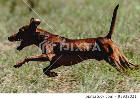 Pinscher dog flying moment of running across the field on lure coursing competition Pinscher dog flying moment of running across the field on lure coursing competition 95932021