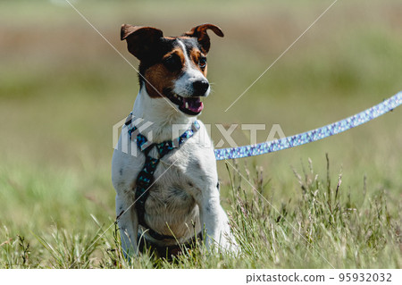Dog in green field before the start on coursing competition 95932032