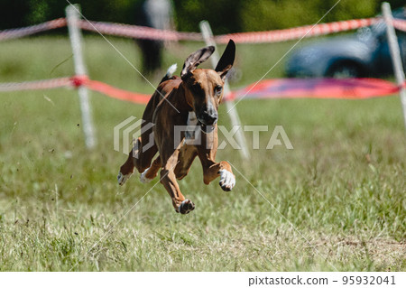 Azawakh dog lifted off the ground during the dog racing competition running straight into camera 95932041
