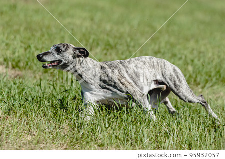 Whippet dog lifted off the ground during the dog racing competition running straight into camera 95932057