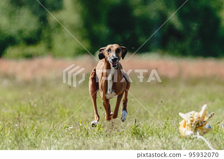 Azawakh dog lifted off the ground during the dog racing competition running straight into camera 95932070
