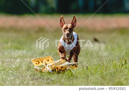 dog, running, run 95932081