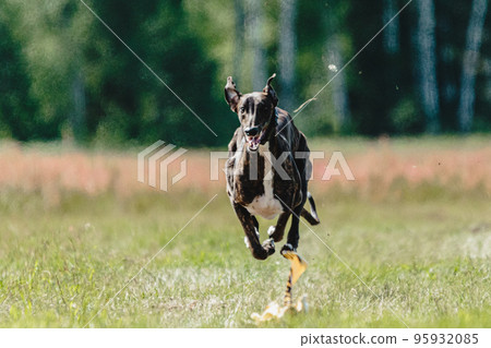 Greyhound dog lifted off the ground during the dog racing competition running straight into camera 95932085