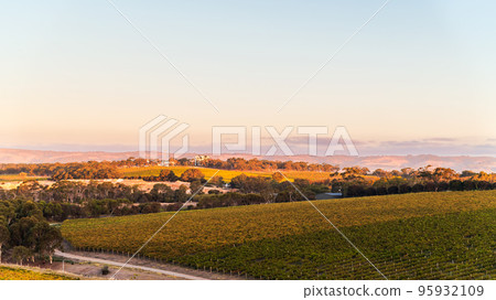 Vineyards in McLaren Vale at sunset Vineyards in McLaren Vale at sunset 95932109