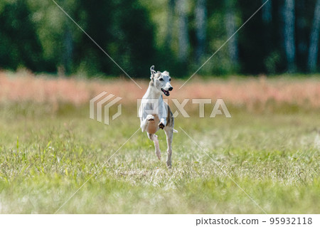 Whippet dog lifted off the ground during the dog racing competition running straight into camera 95932118