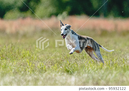 Whippet dog lifted off the ground during the dog racing competition running straight into camera 95932122