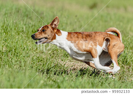 Basenji dog running fast and chasing lure across green field at dog racing competion 95932133