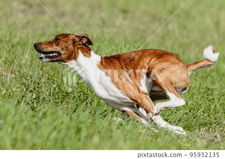 Basenji dog running fast and chasing lure across green field at dog racing competion Basenji dog running fast and chasing lure across green field at dog racing competion 95932135