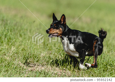 Basenji dog running fast and chasing lure across green field at dog racing competion 95932142