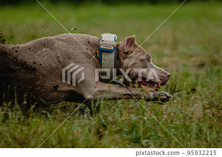 Half of body of Pit Bull Terrier in the field at coursing and racing competition Half of body of Pit Bull Terrier in the field at coursing and racing competition 95932215