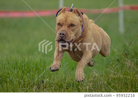 Pit Bull Terrier lifted off the ground during the dog racing competition running straight into camera 95932218