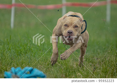 Pit Bull Terrier running fast and chasing lure across green field at dog racing competion 95932223