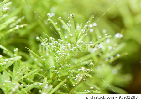 Bubbly water plants 95932288