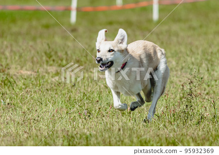 Dog flying moment of running across the field on lure coursing competition Dog flying moment of running across the field on lure coursing competition 95932369