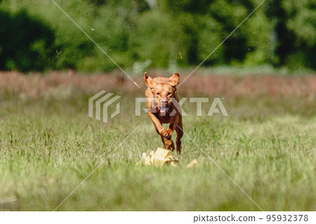 Dog running in green field and chasing lure at full speed on coursing competition Dog running in green field and chasing lure at full speed on coursing competition 95932378