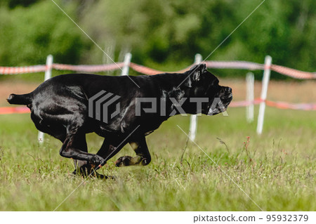 Cane corso dog running fast and chasing lure across green field at dog racing competion Cane corso dog running fast and chasing lure across green field at dog racing competion 95932379