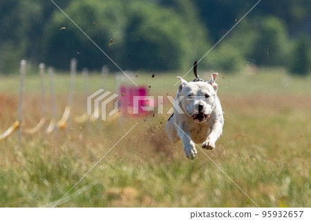 Staffordshire Bull Terrier running in the field Staffordshire Bull Terrier running in the field 95932657