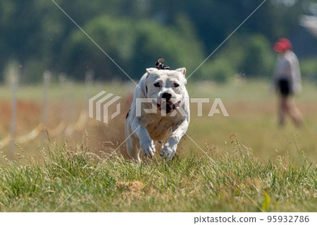 Staffordshire Bull Terrier running in the field Staffordshire Bull Terrier running in the field 95932786