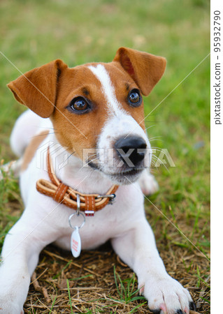 Crazy smiling dog jack russel terrier on green grass 95932790