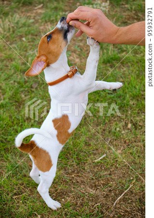 Puppy of jack russell dog with owner with food treat in hand 95932791