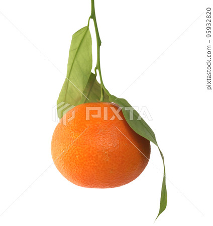 mandarin fruit transparent PNG mandarin fruit transparent PNG 95932820