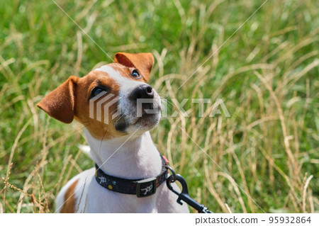 Crazy smiling dog jack russel terrier on green grass 95932864