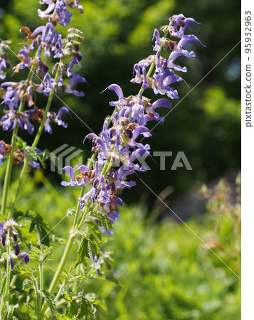 danjin flower danjin flower 95932963