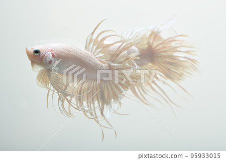 White betta (crown tail) 95933015