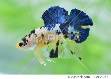Prakat half moon swimming in the tank 95933016