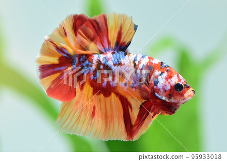 多彩鬥魚 95933018
