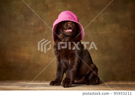 Portrait of cute dog, Labrador puppy smiling, posing in pink panama isolated over vintage studio background Portrait of cute dog, Labrador puppy smiling, posing in pink panama isolated over vintage studio background 95933211