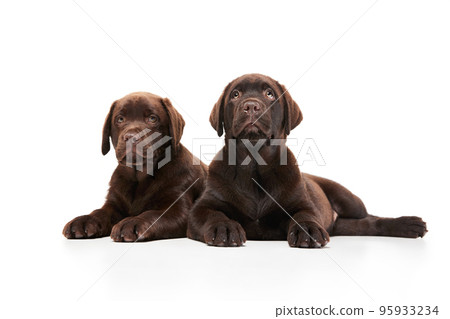 Portrait of two cute dogs, Labrador puppy calmly lying on floor isolated over white studio background. Noble look Portrait of two cute dogs, Labrador puppy calmly lying on floor isolated over white studio background. Noble look 95933234