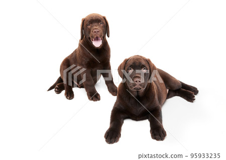 Portrait of two cute dogs, Labrador puppy calmly lying on floor isolated over white studio background. Friends Portrait of two cute dogs, Labrador puppy calmly lying on floor isolated over white studio background. Friends 95933235