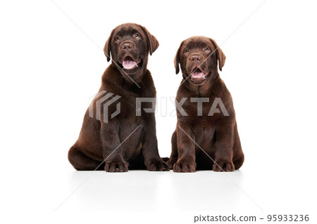 Portrait of two cute dogs, Labrador puppy calmly sitting and smiling isolated over white studio background. 95933236