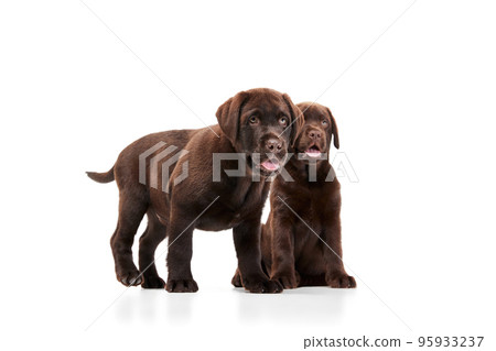 Portrait of two cute dogs, Labrador puppy isolated over white studio background. Little pet family Portrait of two cute dogs, Labrador puppy isolated over white studio background. Little pet family 95933237