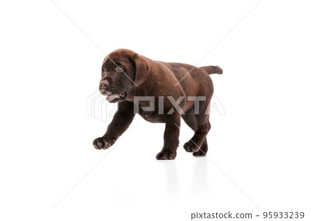 Portrait of cute dog, Labrador puppy running, jumping isolated over white studio background Portrait of cute dog, Labrador puppy running, jumping isolated over white studio background 95933239