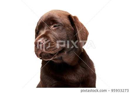 Portrait of cute dog, Labrador puppy isolated over white studio background. Sleepy sweet muzzle 95933273