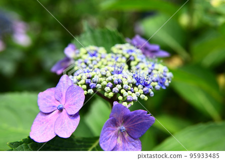藍色繡球花 95933485