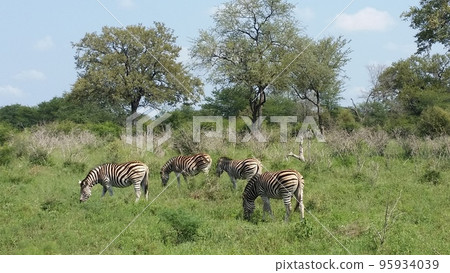zebra  95934039