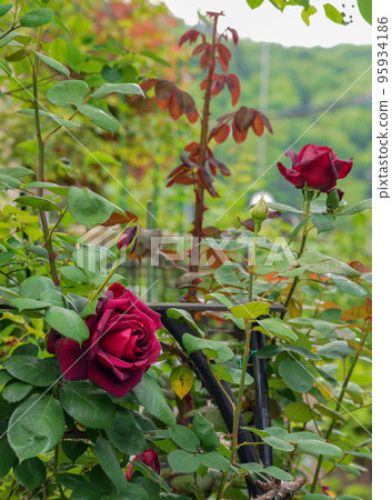 Crimson Rose Crimson Rose 95934186