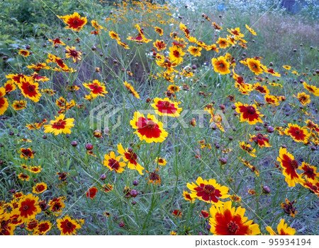 full bloom full bloom 95934194