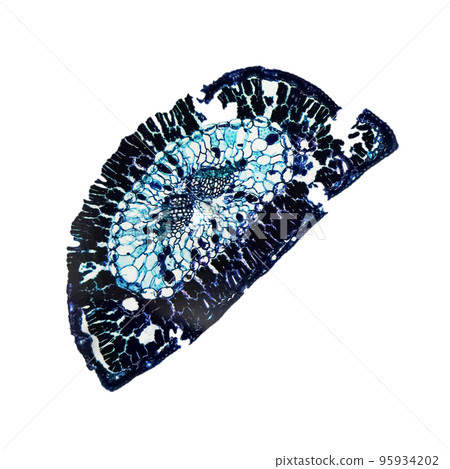 Pine leaf micrograph transparent PNG 95934202