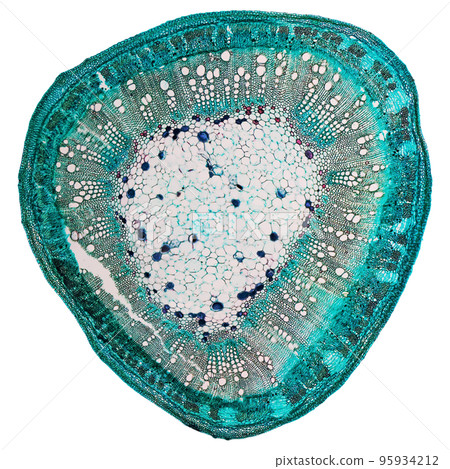 Cotton stem micrograph transparent PNG 95934212