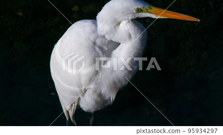 Daisuke Daisuke 95934297