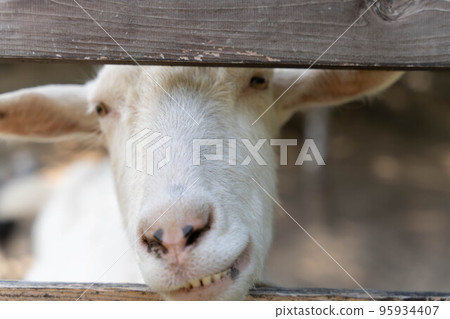 A goat with a smug face peeking through the fence 95934407