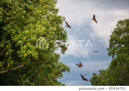 Brahminy kite eagles fly over mangrove forest, Chanthaburi 95934701